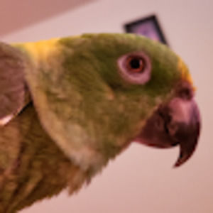 Meet your Posher, Preston